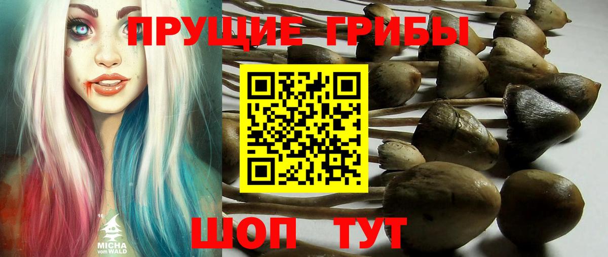 Псилоцибиновые грибы мухоморы  Псилоцибиновые грибы GOLDEN TEACHER  Вход с VPN  Каменка 